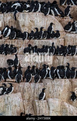 Alkefjellet Klippen voller Brut Brunnichs Guillemots, Uria lomvia. Nordaustlandet, Spitzbergen, Norwegen Stockfoto