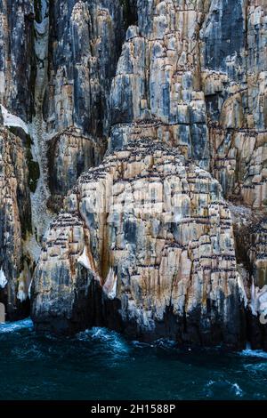 Alkefjellet Klippen voller Brut Brunnichs Guillemots, Uria lomvia. Nordaustlandet, Spitzbergen, Norwegen Stockfoto