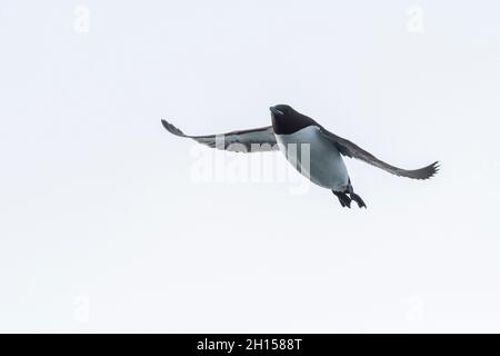 Brunnichs Guillemot im Flug, Uria lomvia. Nordaustlandet, Spitzbergen, Norwegen Stockfoto