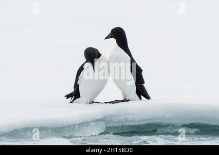 Ein paar von Brunnichs Guillemots, Uria lomvia, auf Eis. Nordaustlandet, Spitzbergen, Norwegen Stockfoto