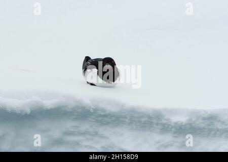 Ein kleiner Auk, Alle alle, auf Eis ruhend. Nordaustlandet, Spitzbergen, Norwegen Stockfoto