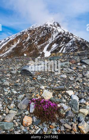 Purpursaxifrage (Saxifraga oppositifolia) in Blüte. Spitzbergen, Norwegen Stockfoto