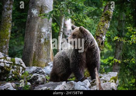 Porträt eines europäischen Braunbären, Ursus arctos, im slowenischen Wald. Notranjska, Slowenien Stockfoto