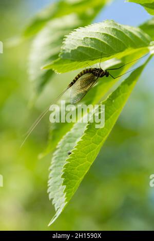 Nahaufnahme einer Mayfly, Ephemera vulgaris, auf einem Blatt nach dem Häuten. Markovec, Innerer Krain, Slowenien Stockfoto