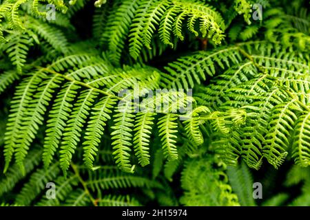 Farn verlässt den South West Coast Path in Cornwall, Großbritannien Stockfoto