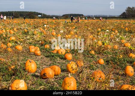 An einem sonnigen Tag haben die Menschen im Oktober 2021 Kürbisse von einem Kürbisfeld in der Nähe von Liverpool pflücken sehen. Stockfoto