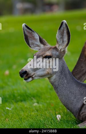 Weißschwanzhirsch-Porträt Stockfoto