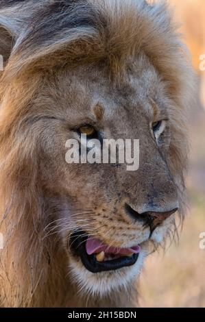 Porträt eines männlichen Löwen, Panthera leo, patrouilliert das Gebiet bei Sonnenaufgang. Ndutu, Ngorongoro Conservation Area, Tansania Stockfoto