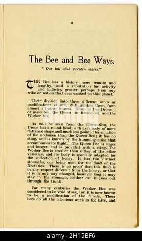 Innenseite des ursprünglichen Heftchens für gesunde Ernährung aus den 1920er Jahren - Titel: The Bee and Bee Ways, aus der Bibliothek Health from Food (Nr. 12), Vom berühmten Lebensmitteljournalist der damaligen Zeit und Besitzer des ersten Reformhauses - James Henry Cook - enthält diese in der Serie „Honey and the Bee“ Rezepte mit Honig, die in Birmingham, England, vom 1927 veröffentlicht wurden Stockfoto