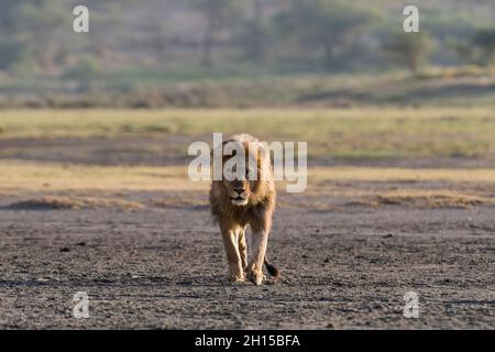 Porträt eines männlichen Löwen, Panthera leo, patrouilliert das Gebiet und geht auf die Kamera zu. Ndutu, Ngorongoro Conservation Area, Tansania Stockfoto