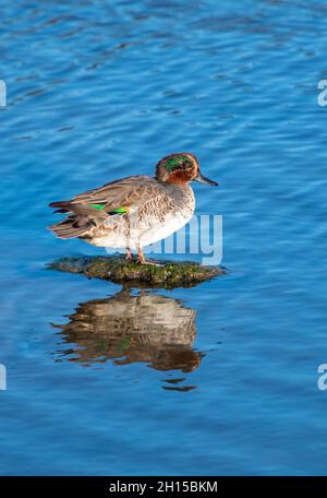 teal Ente in Eklipse. Reflektierte Ente in stillem Wasser. Ente im Eklipszustand. Stockfoto