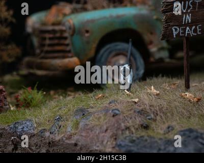 AMT Maßstab Modell chevrolet 3100 Pickup 1950 Stockfoto