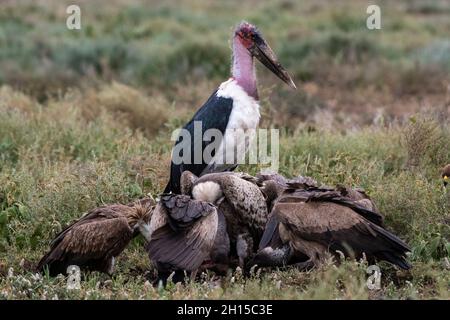 Weißrückengeier, Gyps africanus und Marabou-Storch, Leptoptilos crumeniferus, auf einem Schlachtkörper. Ndutu, Ngorongoro Conservation Area, Tansania. Stockfoto