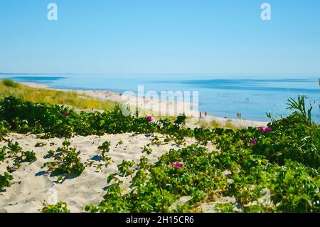 Aquarellzeichnung von grünen Pflanzen, Gräsern und Blumen vor dem gelben Sandstrand und dem blauen Himmel im Nationalpark Kursiu nerija, der Kurischen Nehrung, Stockfoto