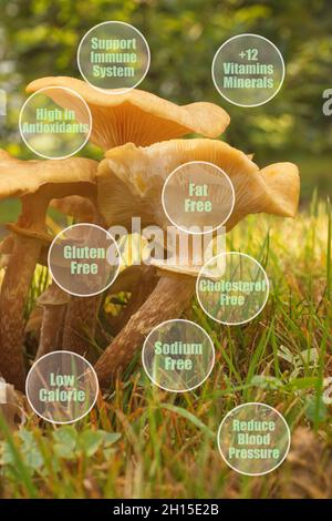 Armillaria mellea, gesunde natürliche Nahrung. Auch als Honigpilz bekannt, ist ein Basidiomycete-Pilz der Gattung Armillaria. Nach dem Kochen ist es essbar Stockfoto