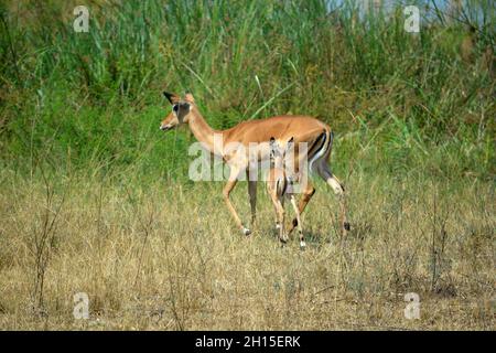 Impalas (Aepyceros melampus), eine Gattung afrikanischer Antilopen, im Akagera-Nationalpark, einem Naturschutzgebiet, im Osten Ruandas, Ostafrika. Stockfoto