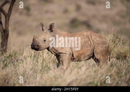 Südliches weißes Nashornkalb, das im hohen Gras der Savanne im Norden Kenias steht. Stockfoto