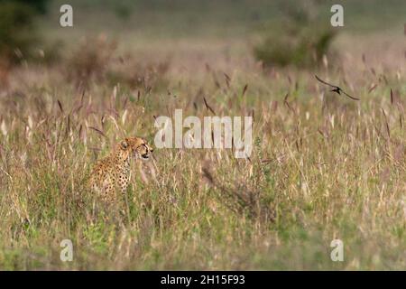 Ein Gepard, Acynonix jubatus, sitzt im hohen Gras. Voi, Tsavo, Kenia Stockfoto