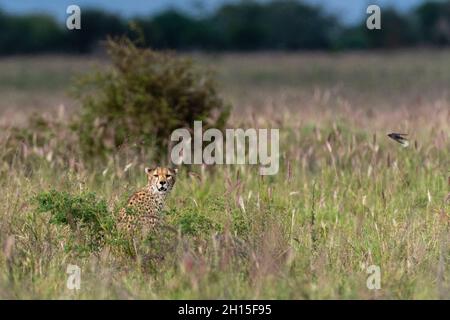 Ein Gepard, Acynonix jubatus, sitzt im hohen Gras. Voi, Tsavo, Kenia Stockfoto