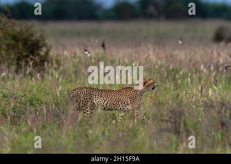 Ein Gepard, Acynonix jubatus, der im hohen Gras läuft. Voi, Tsavo, Kenia Stockfoto