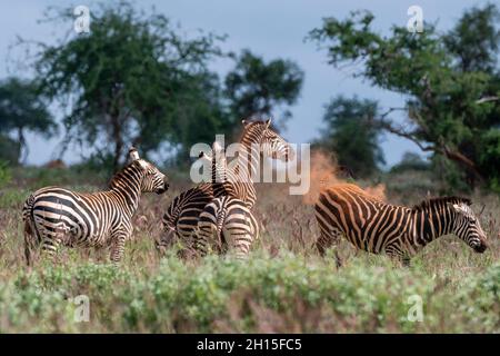 Ebene Zebras, Equus quagga, kämpfen. Voi, Tsavo, Kenia Stockfoto