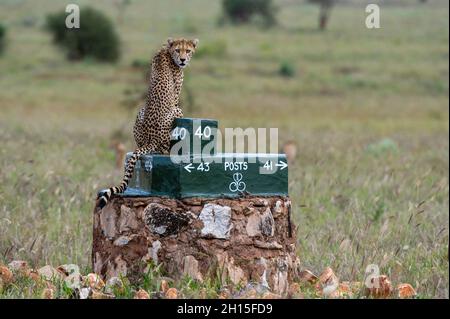 Ein Gepard, Acynonix jubatus, sitzt auf einem Pfosten und überwacht die Savanne. Voi, Tsavo, Kenia Stockfoto