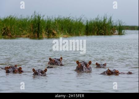 Hippopotamus, Hippopotamus amphibius, aus dem Lake Jipe. Voi, Tsavo, Kenia Stockfoto