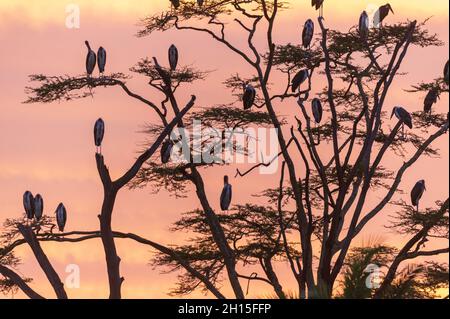 Marabou-Störche, Leptoptilos crumeniferus, die bei Sonnenaufgang auf einem Baum stehen. Seronera, Serengeti-Nationalpark, Tansania Stockfoto