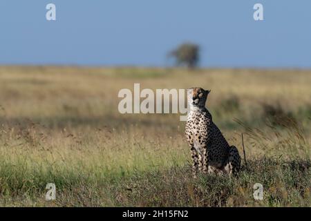 Ein Gepard, Acynonix jubatus, sitzt und überwacht die Savanne. Seronera, Serengeti-Nationalpark, Tansania Stockfoto