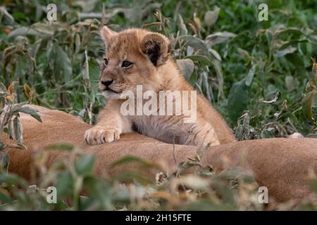 Ein sechs Wochen altes Löwenjunges, Panthera leo, auf seiner Mutter. Ndutu, Ngorongoro Conservation Area, Tansania. Stockfoto