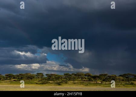 Regensturm über Akazienbäumen. Ndutu, Ngorongoro Conservation Area, Tansania. Stockfoto