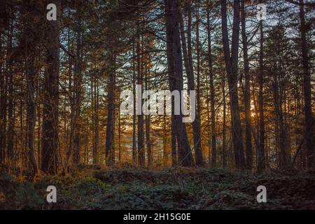 Schöner Wald in den Nachmittagsstunden. Vlasina-See, Ostserbien Stockfoto