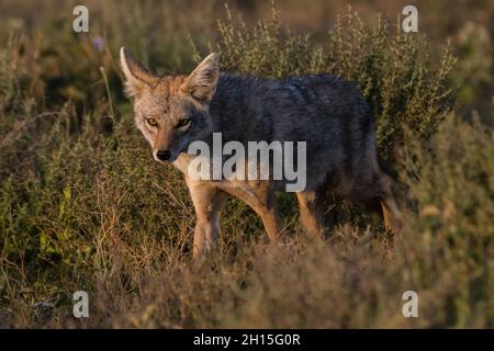 Ein goldener Schakal, Canis aureus, der geht. Ndutu, Ngorongoro Conservation Area, Tansania. Stockfoto