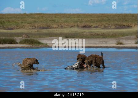 Gefleckte Hyänen, Crocura crocuta, die sich von einem Zebra ernähren, das im Wasser getötet wurde. Ndutu, Ngorongoro Conservation Area, Tansania. Stockfoto