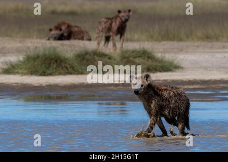 Gesichtet Hyänen, Crocura crocuta, Wandern im Wasser. Ndutu, Ngorongoro Conservation Area, Tansania. Stockfoto