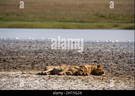 Zwei Löwen, Panthera leo, ruhen in Ndutu. Ndutu, Ngorongoro Conservation Area, Tansania. Stockfoto