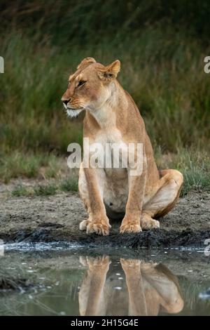 Eine Löwin, Panthera leo, trinkt an einer Wasserstelle. Ndutu, Ngorongoro Conservation Area, Tansania. Stockfoto