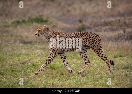 Ein Gepard, Acynonix jubatus, beim Gehen. Ndutu, Ngorongoro Conservation Area, Tansania. Stockfoto