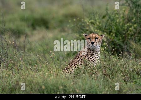 Ein Gepard, Acynonix jubatus, sitzt im hohen Gras. Ndutu, Ngorongoro Conservation Area, Tansania. Stockfoto