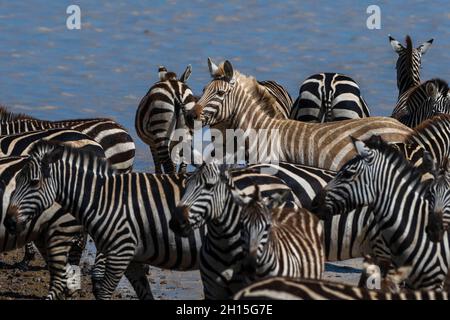 Ein seltenes Amelanistic Plains Zebra, Equus quagga, an einem Wasserloch im Hidden Valley. Serengeti-Nationalpark, Tansania. Stockfoto