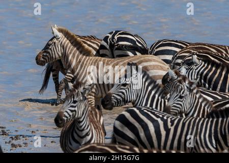 Seltene amelanistische Zebras (Equus quagga) im Hidden Valley, Ndutu, Ngorongoro Conservation Area, Serengeti, Tansania. Stockfoto