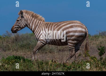 Ein seltenes Amelanistic Plains Zebra, Equus quagga, im versteckten Tal der Serengeti. Serengeti-Nationalpark, Tansania. Stockfoto