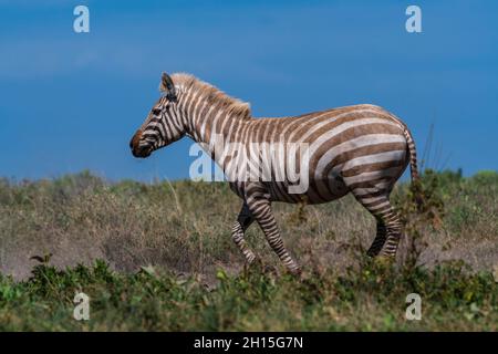 Ein seltenes Amelanistic Plains Zebra, Equus quagga, im versteckten Tal der Serengeti. Serengeti-Nationalpark, Tansania. Stockfoto