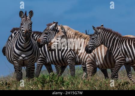 Seltene amelanistische Zebras (Equus quagga) im Hidden Valley, Ndutu, Ngorongoro Conservation Area, Serengeti, Tansania. Stockfoto