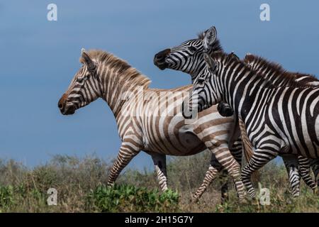 Ein seltenes Amelanistic Plains Zebra, Equus quagga, an einem Wasserloch im Hidden Valley. Serengeti-Nationalpark, Tansania. Stockfoto