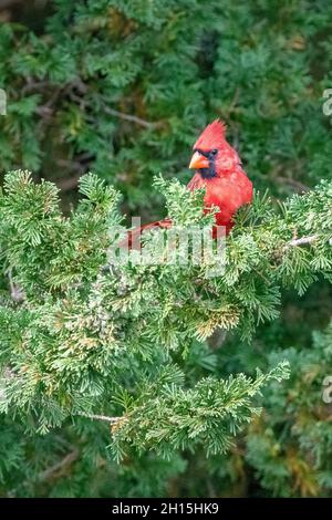 Nördlicher Kardinal - amerikanischer Kardinal - Cardinalis cardinalis in einer Kiefer - roter Vogel / singvögel auf einem Zweig thront Stockfoto