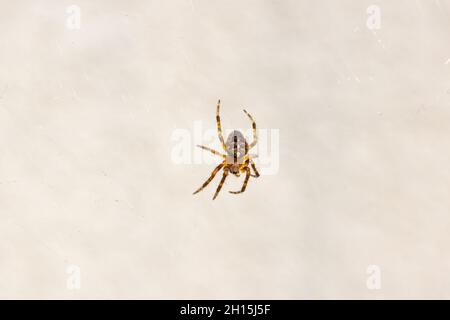 Die junge europäische Gartenspinne Araneus diadematus im Netz Stockfoto