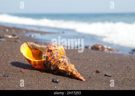 Charonia Tritonis Clam auf dem Sand. Triton ist eine sehr große räuberische Meeresschnecke der Gattung Charonia. Lebender Weichtier. Stockfoto
