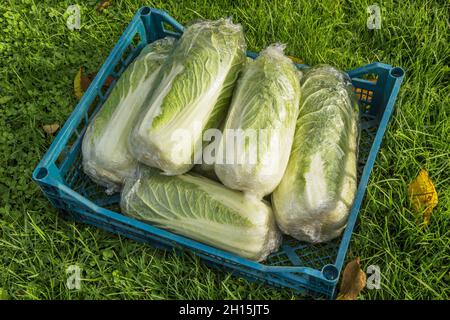 Peking Kohl Ernte, es ist auch Chinakohl, oder Petsai, oder Salat zusammengestellt und verpackt Stockfoto