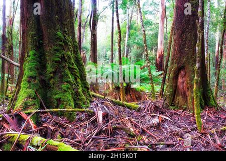 Riesige, hohe und dicke Gummibäume im Mt Field National Park von Tasmanien - immergrüner Regenwald. Stockfoto